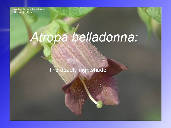 Atropa belladonna: The deadly nightshade 