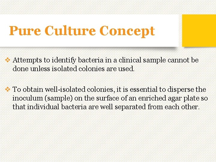 Pure Culture Concept v Attempts to identify bacteria in a clinical sample cannot be