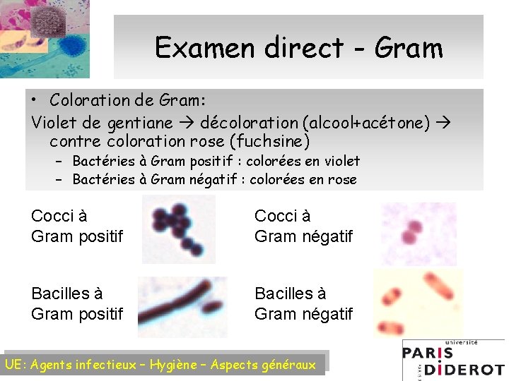 Examen direct - Gram • Coloration de Gram: Violet de gentiane décoloration (alcool+acétone) contre