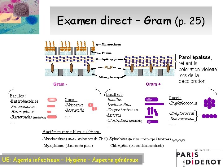 Examen direct – Gram (p. 25) Mbne externe Porine Paroi épaisse, retient la coloration