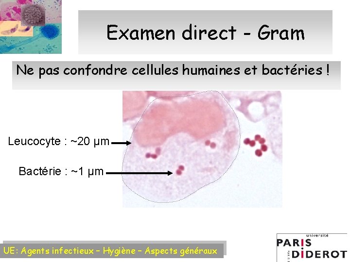 Examen direct - Gram Ne pas confondre cellules humaines et bactéries ! Leucocyte :