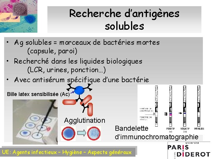 Recherche d’antigènes solubles • Ag solubles = morceaux de bactéries mortes (capsule, paroi) •