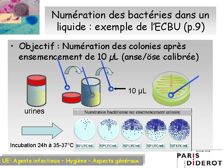 Numération des bactéries dans un liquide : exemple de l’ECBU (p. 9) • Objectif