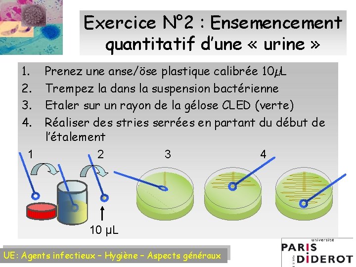 Exercice N° 2 : Ensemencement quantitatif d’une « urine » 1. 2. 3. 4.