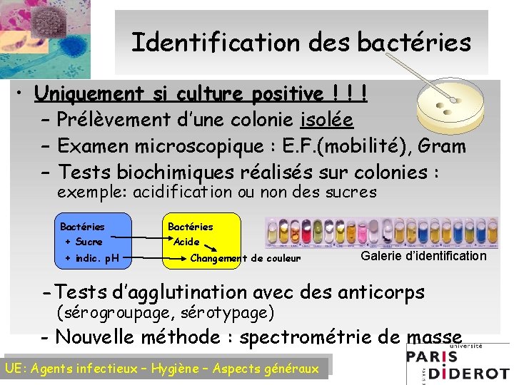 Identification des bactéries • Uniquement si culture positive ! ! ! – Prélèvement d’une