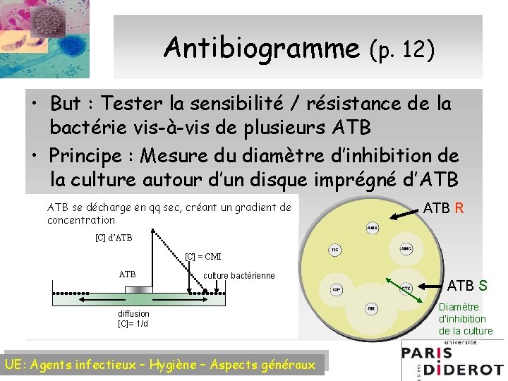 Antibiogramme (p. 12) • But : Tester la sensibilité / résistance de la bactérie