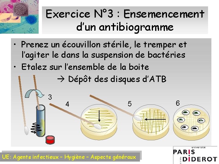 Exercice N° 3 : Ensemencement d’un antibiogramme • Prenez un écouvillon stérile, le tremper