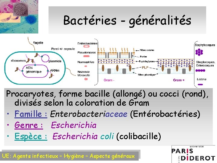 Bactéries - généralités Procaryotes, forme bacille (allongé) ou cocci (rond), divisés selon la coloration