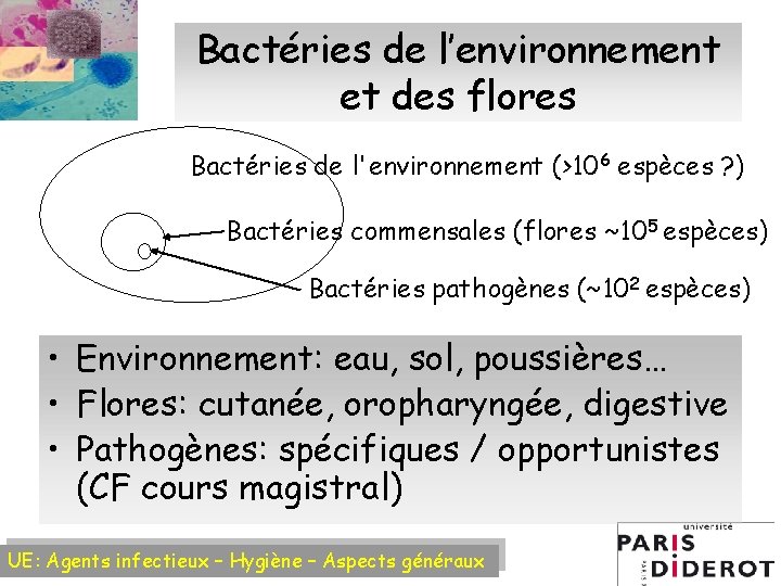 Bactéries de l’environnement et des flores Bactéries de l'environnement (>106 espèces ? ) Bactéries