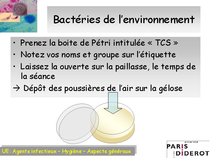 Bactéries de l’environnement • Prenez la boite de Pétri intitulée « TCS » •