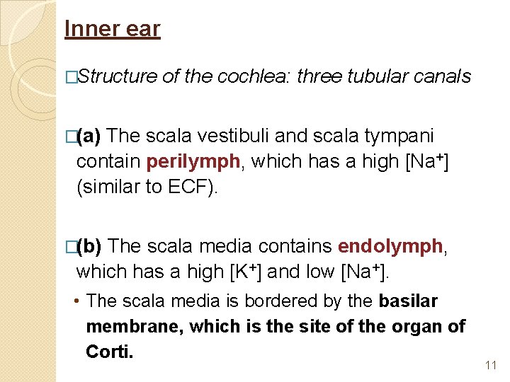 Inner ear �Structure of the cochlea: three tubular canals �(a) The scala vestibuli and