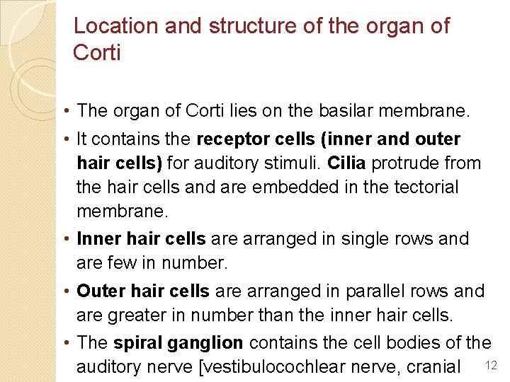 Location and structure of the organ of Corti • The organ of Corti lies