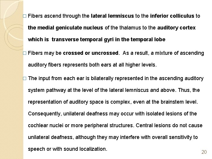 � Fibers ascend through the lateral lemniscus to the inferior colliculus to the medial