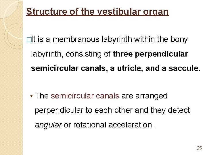 Structure of the vestibular organ �It is a membranous labyrinth within the bony labyrinth,