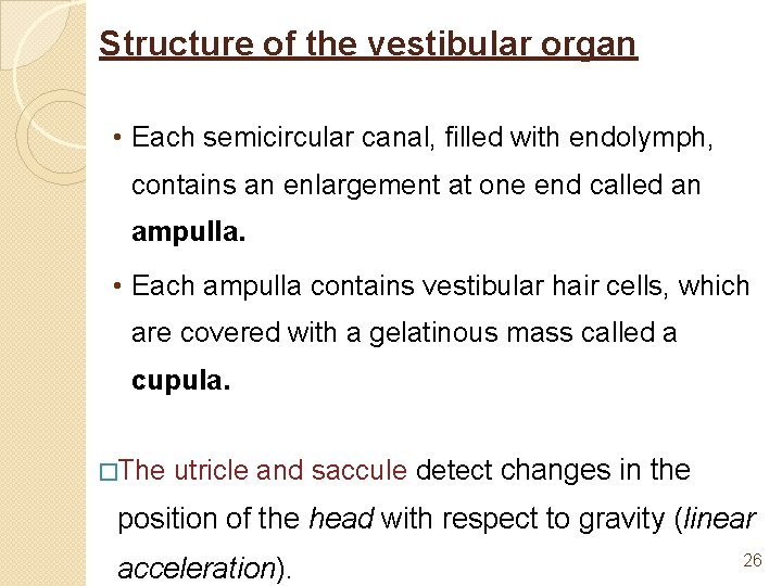 Structure of the vestibular organ • Each semicircular canal, filled with endolymph, contains an
