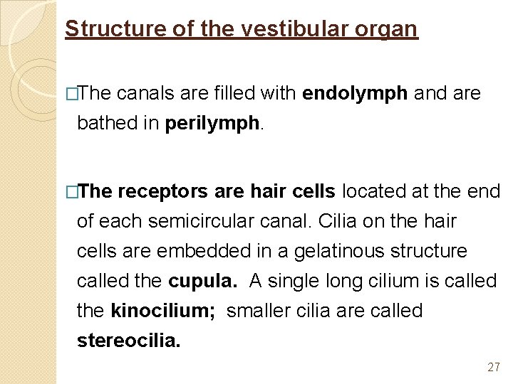Structure of the vestibular organ �The canals are filled with endolymph and are bathed