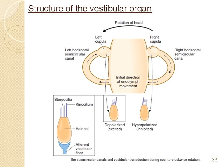 Structure of the vestibular organ 33 