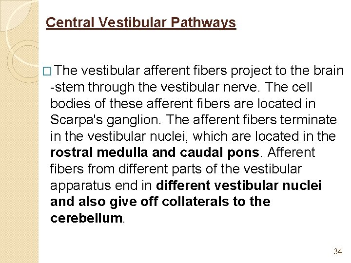 Central Vestibular Pathways � The vestibular afferent fibers project to the brain -stem through