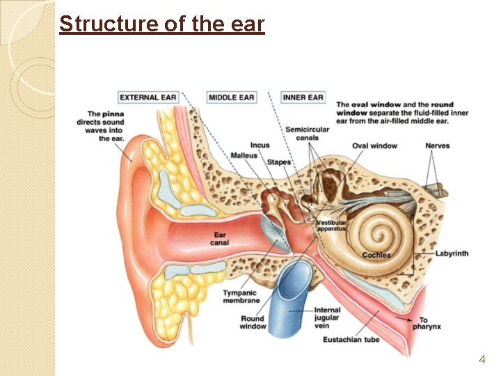 Structure of the ear 4 