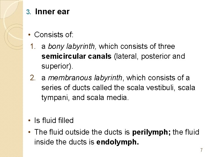3. Inner ear • Consists of: 1. a bony labyrinth, which consists of three