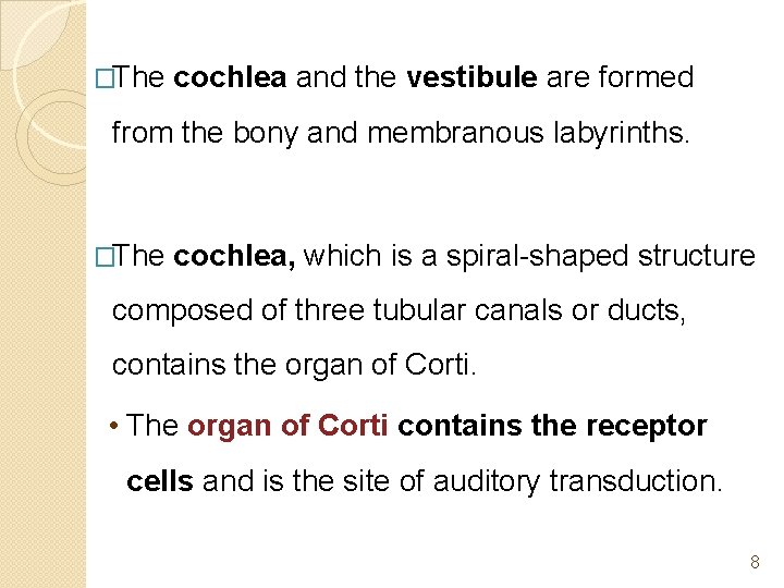 �The cochlea and the vestibule are formed from the bony and membranous labyrinths. �The