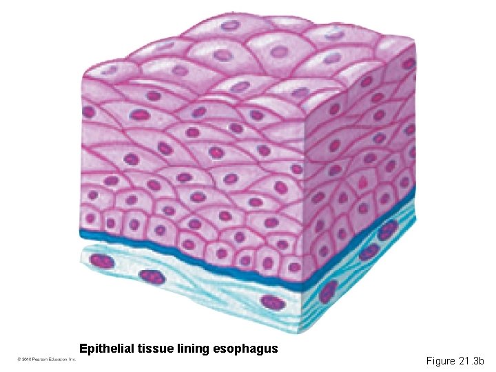 Epithelial tissue lining esophagus Figure 21. 3 b 