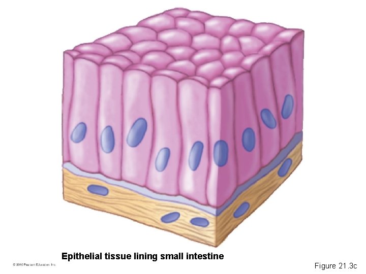 Epithelial tissue lining small intestine Figure 21. 3 c 