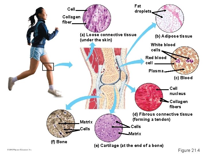 Fat droplets Cell Collagen fiber (a) Loose connective tissue (under the skin) (b) Adipose