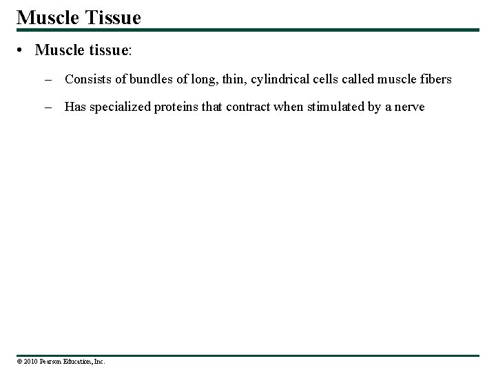 Muscle Tissue • Muscle tissue: – Consists of bundles of long, thin, cylindrical cells