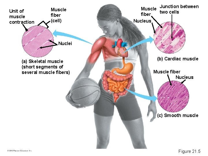 Unit of muscle contraction Muscle fiber (cell) Muscle Junction between two cells fiber Nucleus