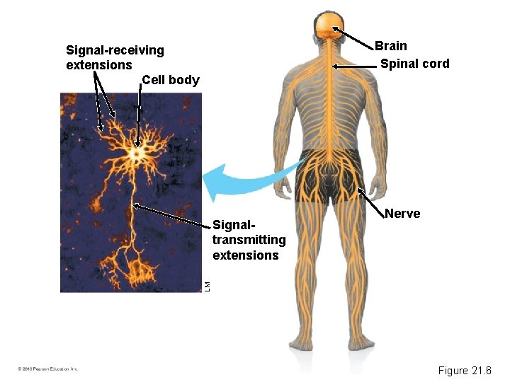 Brain Spinal cord Signal-receiving extensions Cell body LM Signaltransmitting extensions Nerve Figure 21. 6