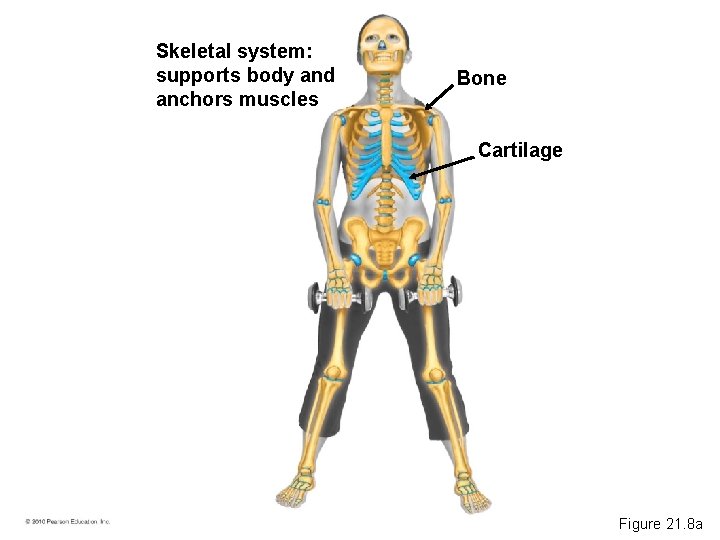 Skeletal system: supports body and anchors muscles Bone Cartilage Figure 21. 8 a 
