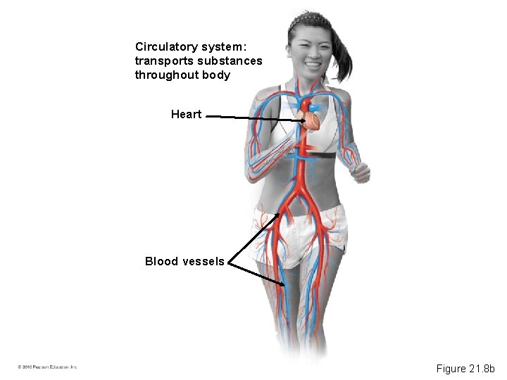 Circulatory system: transports substances throughout body Heart Blood vessels Figure 21. 8 b 