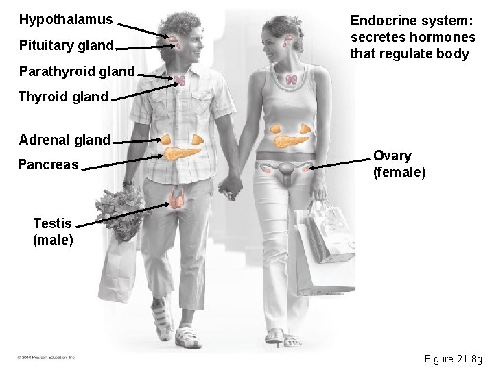 Hypothalamus Pituitary gland Endocrine system: secretes hormones that regulate body Parathyroid gland Thyroid gland