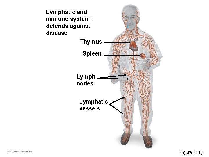 Lymphatic and immune system: defends against disease Thymus Spleen Lymph nodes Lymphatic vessels Figure
