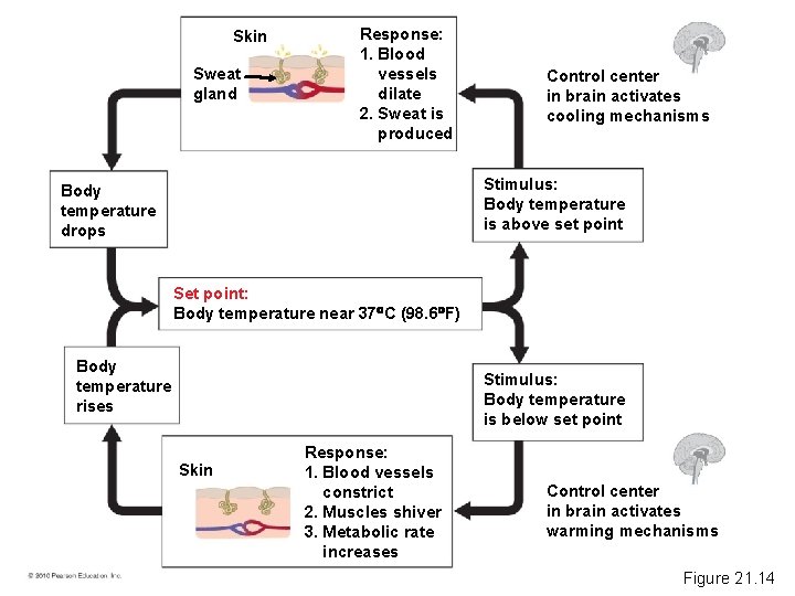 Skin Sweat gland Response: 1. Blood vessels dilate 2. Sweat is produced Control center