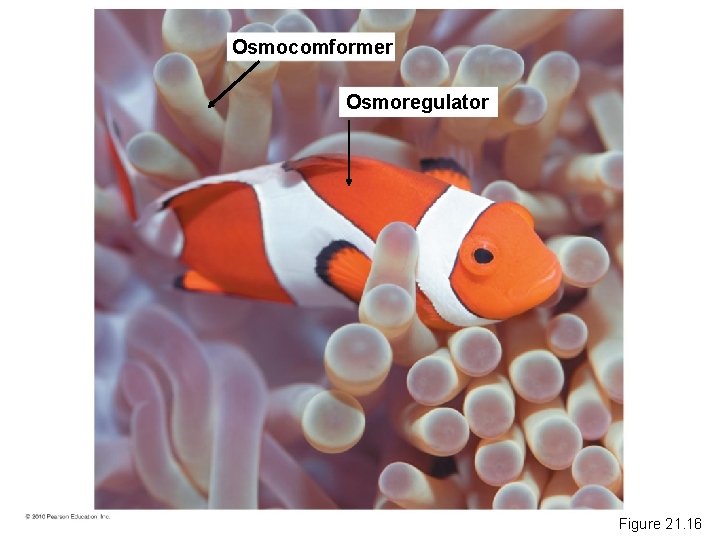 Osmocomformer Osmoregulator Figure 21. 16 