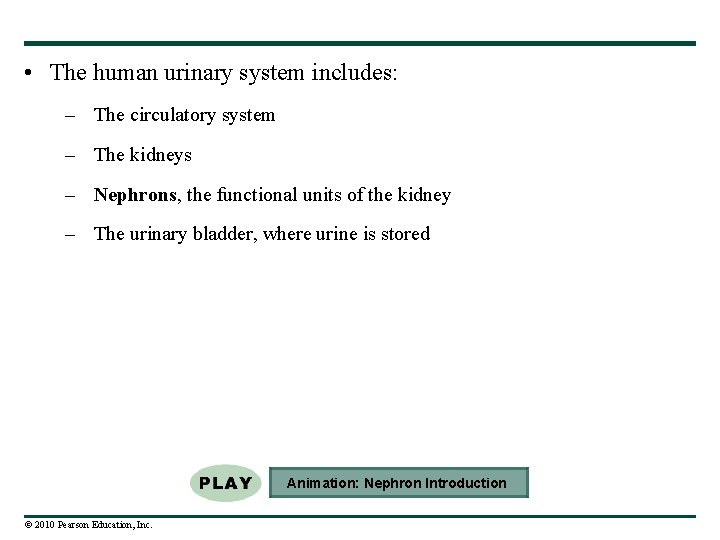  • The human urinary system includes: – The circulatory system – The kidneys