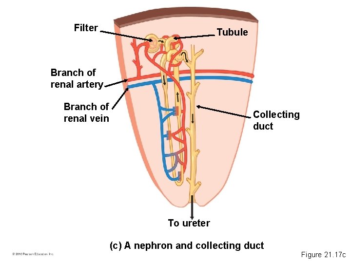 Filter Tubule Branch of renal artery Branch of renal vein Collecting duct To ureter