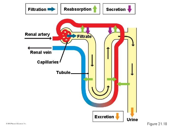 Reabsorption Filtration Renal artery Secretion Filtrate Renal vein Capillaries Tubule Excretion Urine Figure 21.