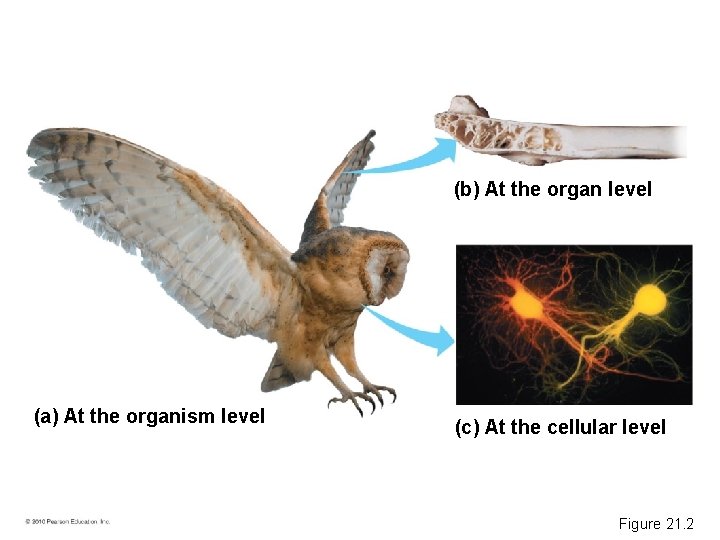 (b) At the organ level (a) At the organism level (c) At the cellular