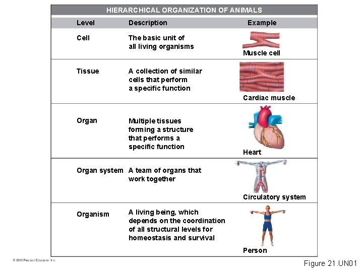 HIERARCHICAL ORGANIZATION OF ANIMALS Level Description Cell The basic unit of all living organisms