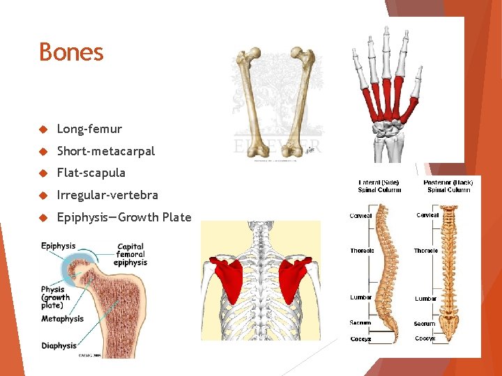 Bones Long-femur Short-metacarpal Flat-scapula Irregular-vertebra Epiphysis—Growth Plate Bones Long-femur Short-metacarpal Flat-scapula Irregular-vertebra Epiphysis—Growth Plate