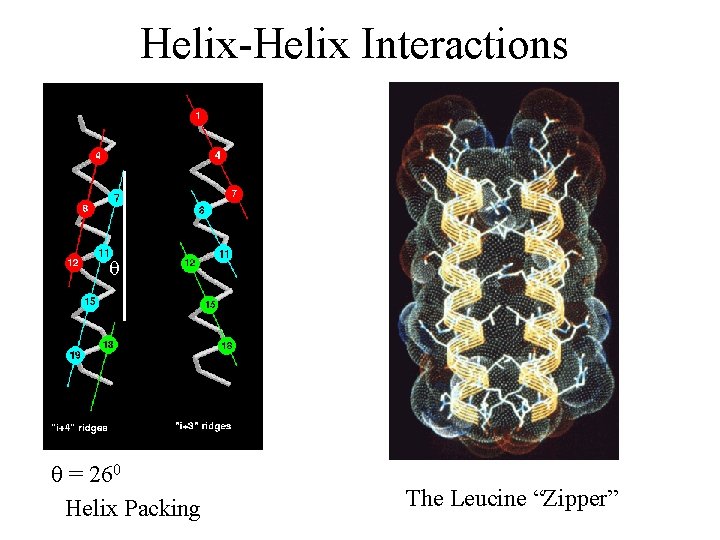 Helix-Helix Interactions q q = 260 Helix Packing The Leucine “Zipper” 