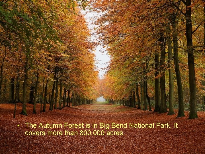  • The Autumn Forest is in Big Bend National Park. It covers more