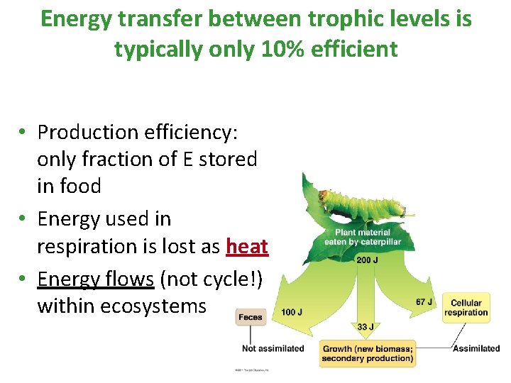 Energy transfer between trophic levels is typically only 10% efficient • Production efficiency: only