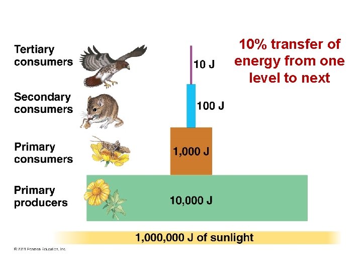 10% transfer of energy from one level to next 