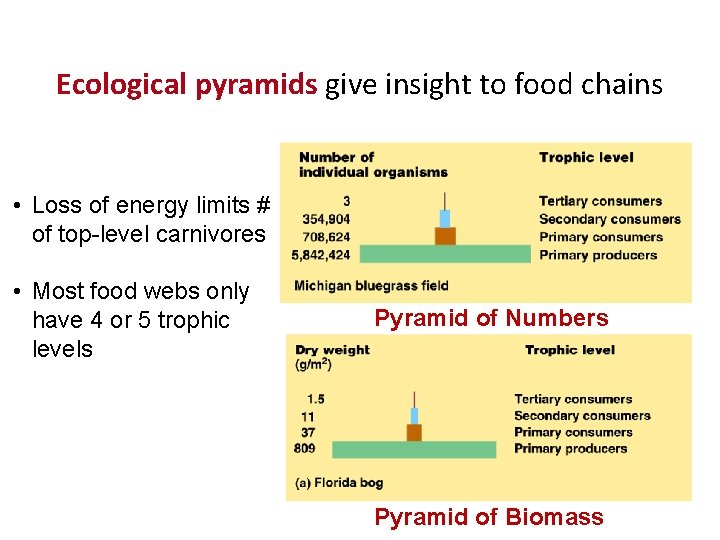 Ecological pyramids give insight to food chains • Loss of energy limits # of