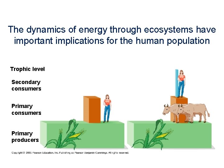 The dynamics of energy through ecosystems have important implications for the human population Trophic