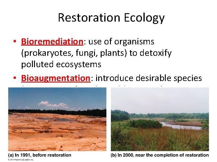 Restoration Ecology • Bioremediation: use of organisms (prokaryotes, fungi, plants) to detoxify polluted ecosystems